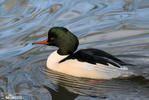 Morčák velký (Mergus merganser)