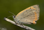 Ohniváček černokřídlý (Lycaena phlaeas)