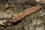 Plochule křehká (Polydesmus complanatus)