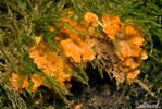 žilnačka bližšie neurčená (Phlebia sp.)