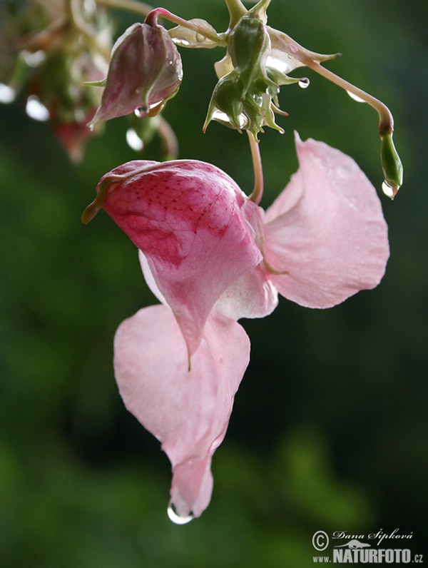 Netýkavka žláznatá (Impatiens glandulifera)