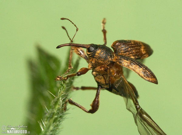 Nosatec (Curculio sp.)