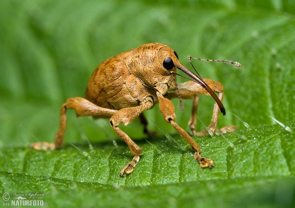 Nosatec lískový (Curculio nucum)
