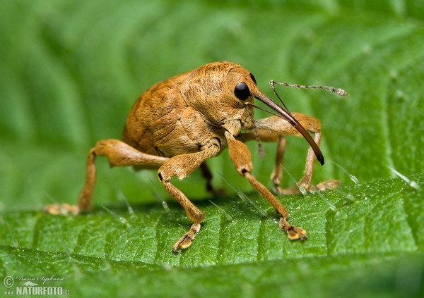 Nosatec lískový (Curculio nucum)