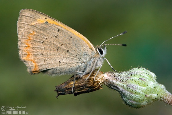 Ohniváček černokřídlý (Lycaena phlaeas)