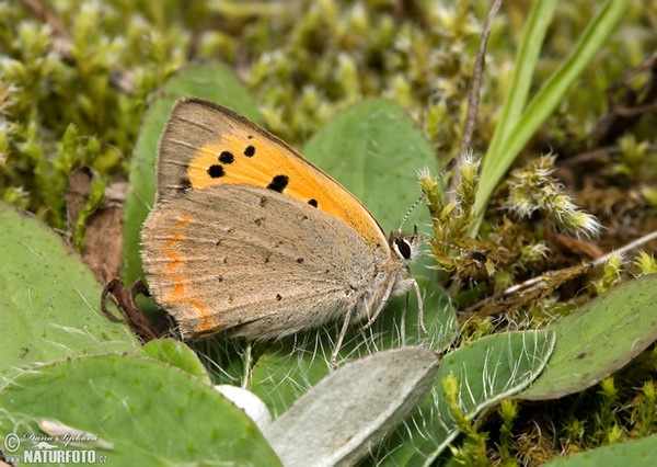 Ohniváček černokřídlý (Lycaena phlaeas)