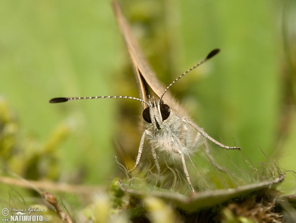 Ohniváček černokřídlý (Lycaena phlaeas)