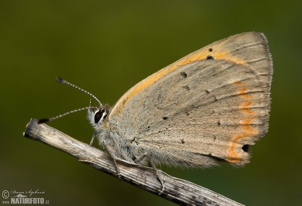 Ohniváček černokřídlý (Lycaena phlaeas)