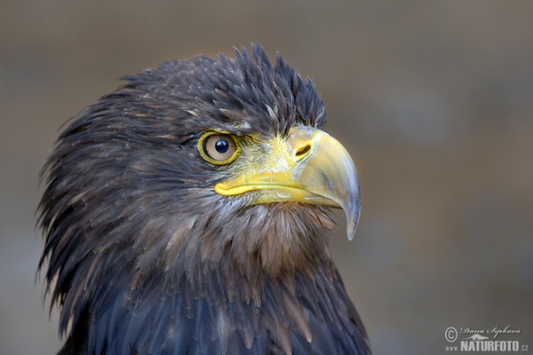 Orel mořský (Haliaeetus albicilla)