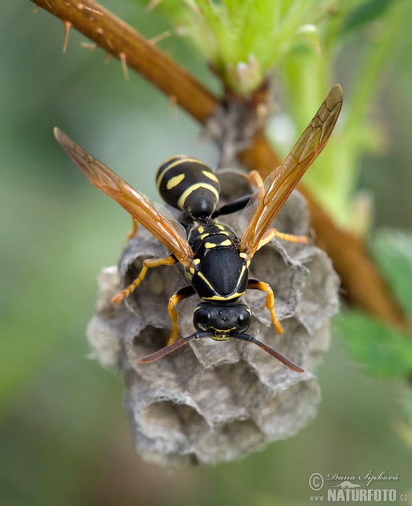 Osa dravá (Polistes gallicus)