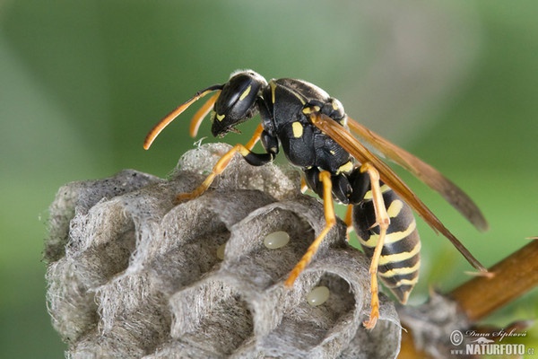 Osa dravá (Polistes gallicus)