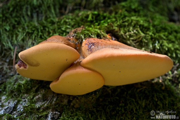 Pečeňovec dubový (Fistulina hepatica)