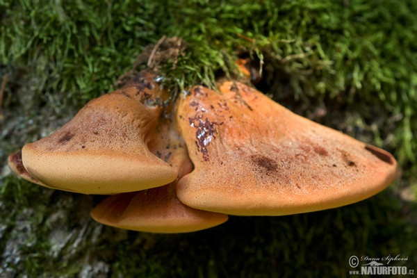 Pečeňovec dubový (Fistulina hepatica)