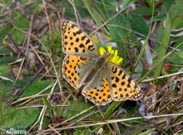 Perleťovec malý (Issoria lathonia)