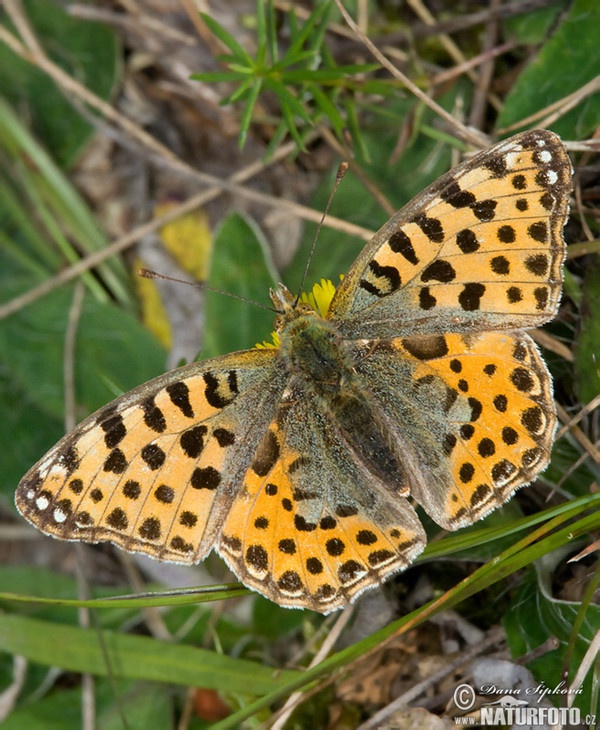 Perleťovec malý (Issoria lathonia)