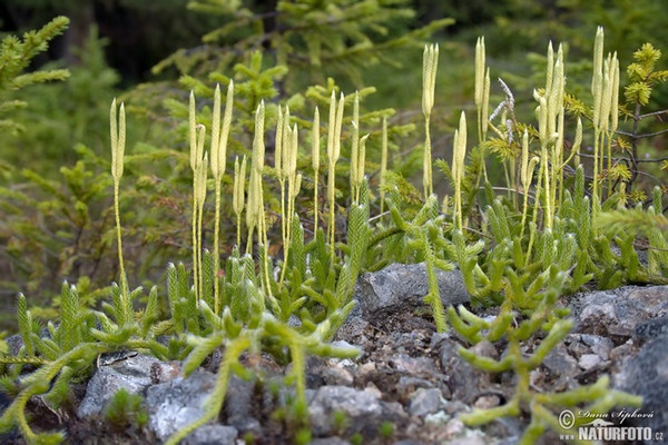 Plavúň obyčajný (Lycopodium clavatum)