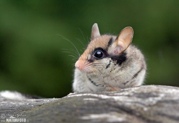 Plch zahradní (Eliomys quercinus)