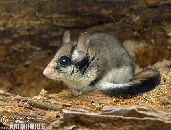 Plch záhradný (Eliomys quercinus)