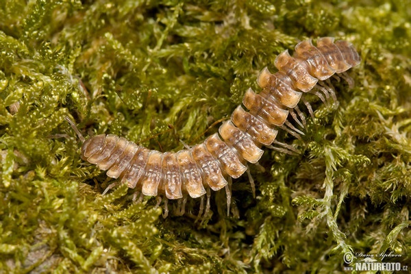 Plochule křehká (Polydesmus complanatus)