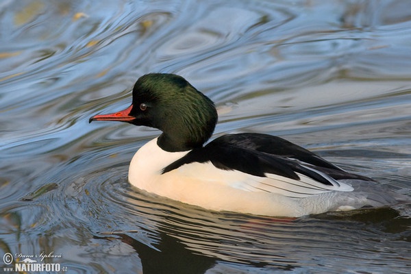 Potápač veľký (Mergus merganser)