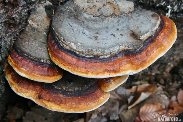 Práchnovček pásikavý (Fomitopsis pinicola)