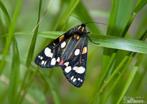 Přástevník hluchavkový (Callimorpha dominula)