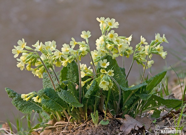 Prvosenka vyšší pravá (Primula elatior subsp. elatior)