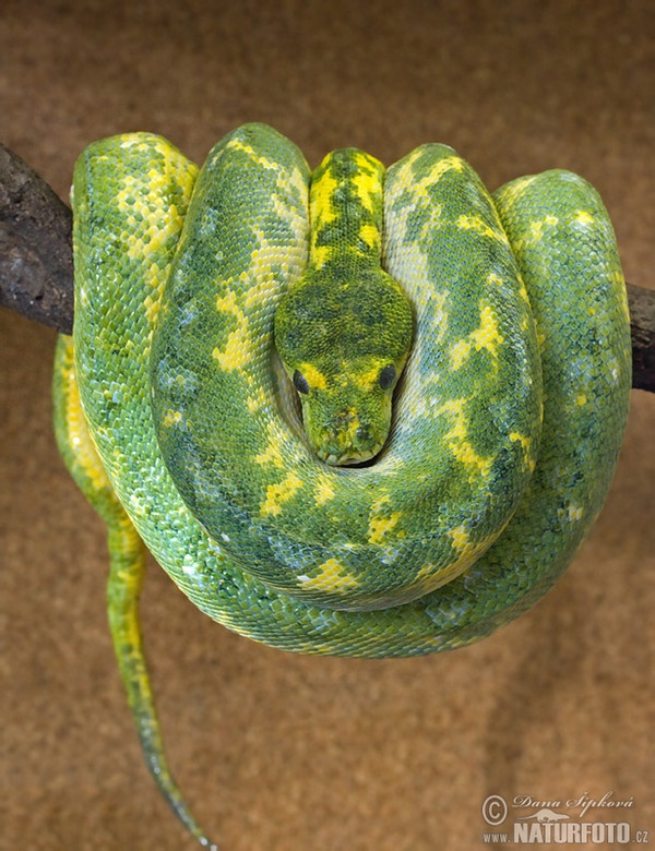 Pytón zelený (Morelia viridis)