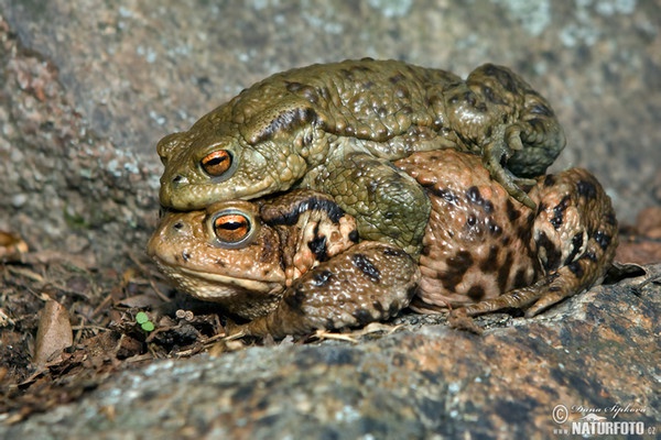 Ropucha bradavičnatá (Bufo bufo)