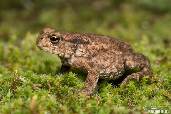 Ropucha bradavičnatá (Bufo bufo)