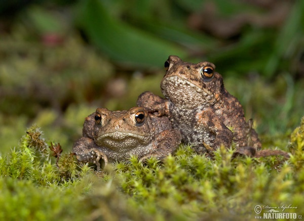 Ropucha bradavičnatá (Bufo bufo)