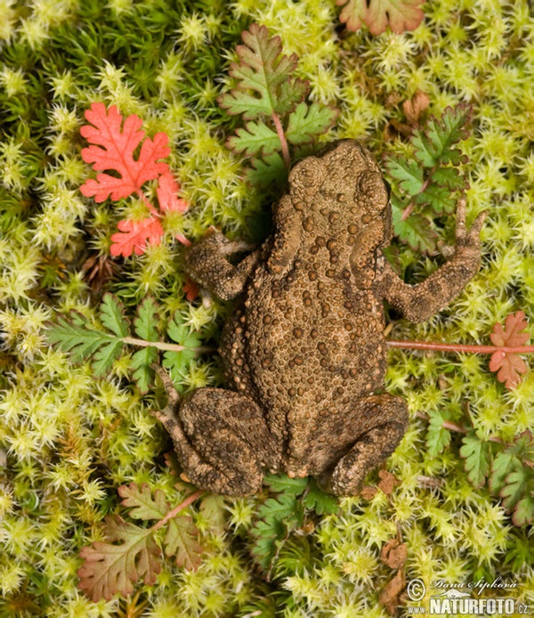 Ropucha bradavičnatá (Bufo bufo)