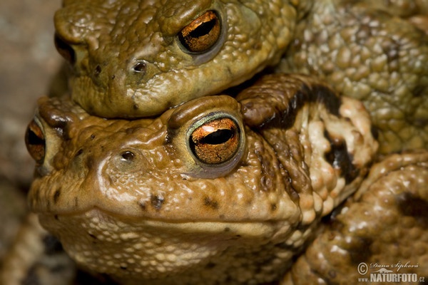 Ropucha obecná (Bufo bufo)