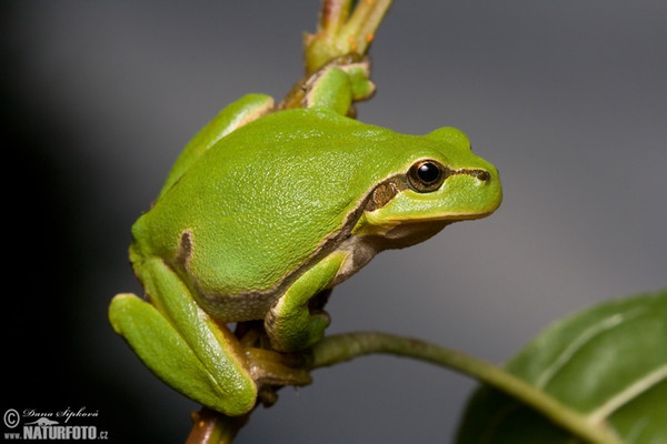 Rosnička zelená (Hyla arborea)