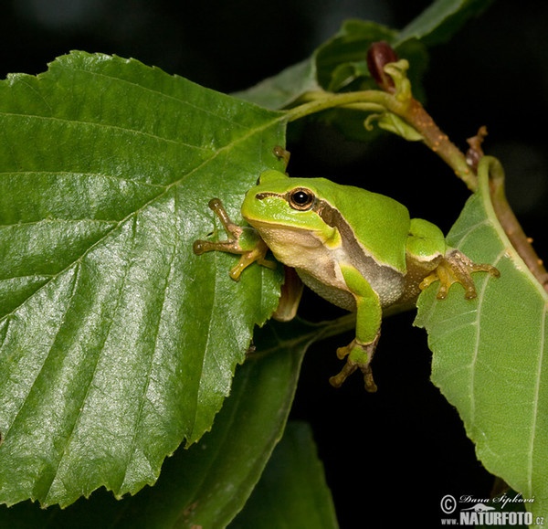 Rosnička zelená (Hyla arborea)