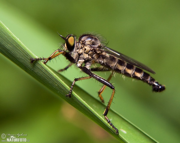 Roupec (Diptera)