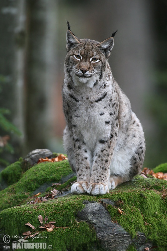 Rys ostrovid (Lynx lynx)