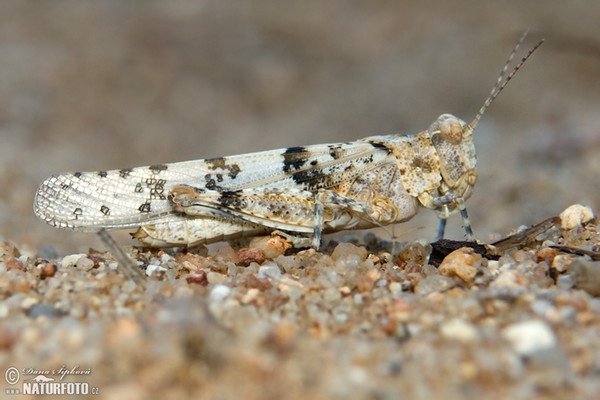 Saranče modrokřídlá (Oedipoda caerulescens)