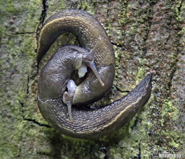 Slizniak pásavý (Limax cinereoniger)