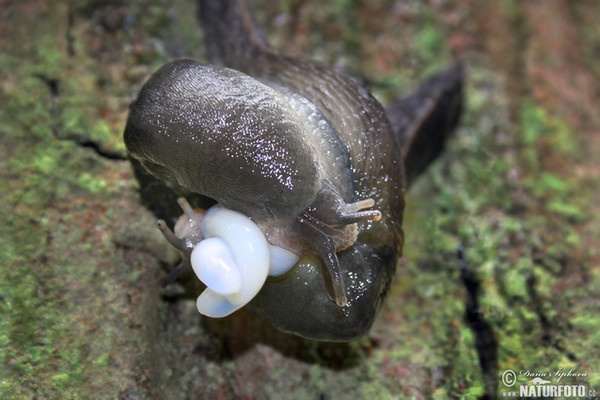 Slizniak pásavý (Limax cinereoniger)