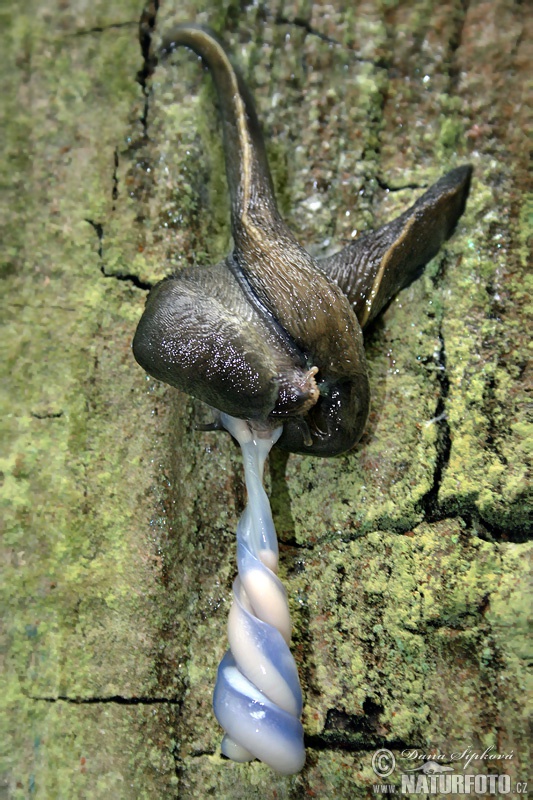 Slizniak pásavý (Limax cinereoniger)