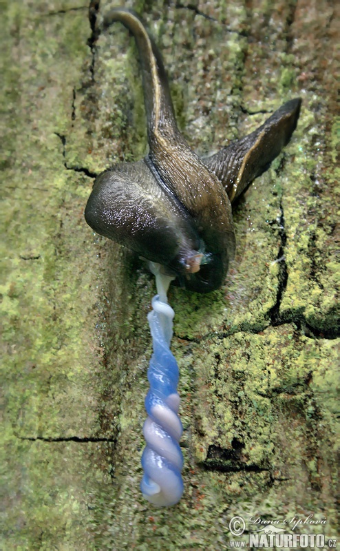 Slizniak pásavý (Limax cinereoniger)