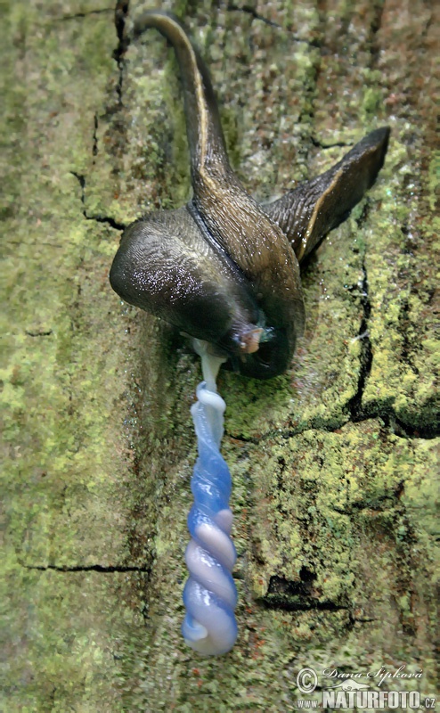 Slizniak pásavý (Limax cinereoniger)