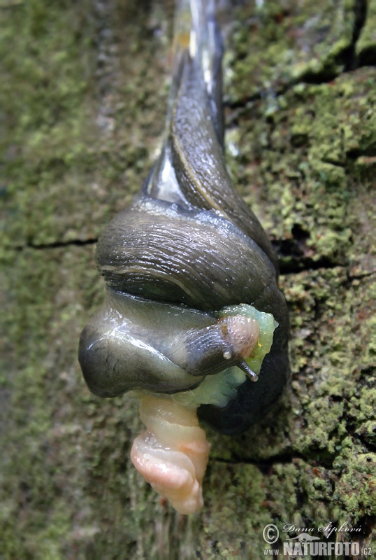 Slizniak pásavý (Limax cinereoniger)