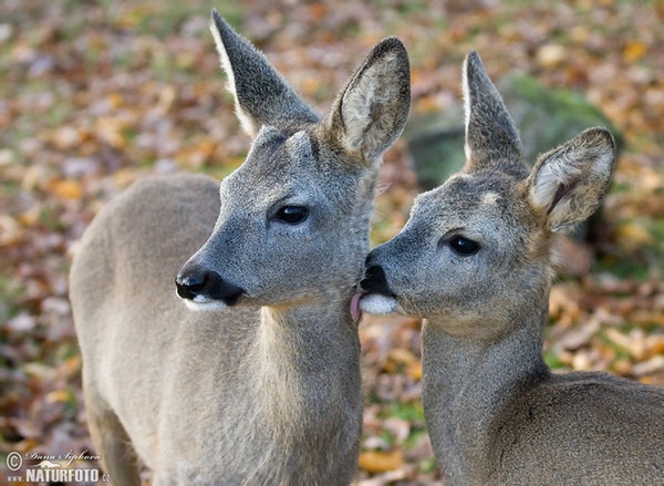 Srnec lesný (Capreolus capreolus)