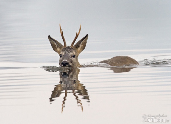 Srnec lesný (Capreolus capreolus)