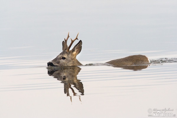 Srnec lesný (Capreolus capreolus)