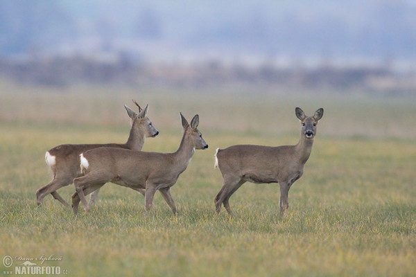 Srnec lesný (Capreolus capreolus)