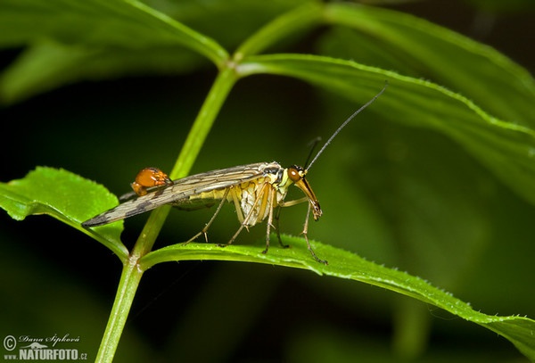 Srpica obyčajná (Panorpa communis)