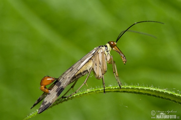 Srpica obyčajná (Panorpa communis)